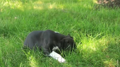 Leo, a male Boxer for sale in Shipshewana, IN – 7 of 9