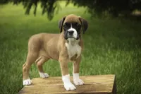 Skye, a female Boxer for sale in Shipshewana, IN – 6 of 10
