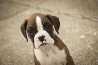 Tressa, a female Boxer for sale in Shipshewana, IN – 3 of 10