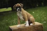 Gemma, a female Boxer for sale in Shipshewana, IN – 7 of 8
