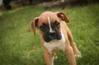 Arlo, a male Boxer for sale in Shipshewana, IN – 4 of 10