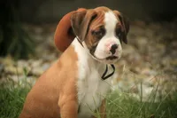 Burke, a male Boxer for sale in Shipshewana, IN – 5 of 8