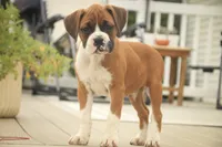 Lily, a male Boxer for sale in Shipshewana, IN – 9 of 9