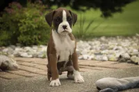 Tressa, a female Boxer for sale in Shipshewana, IN – 4 of 10