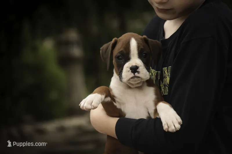 Tressa – Boxer puppy for sale in Shipshewana, IN
