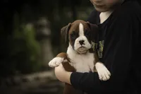 Tressa, a female Boxer for sale in Shipshewana, IN – 1 of 10