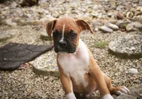Arlo, a male Boxer for sale in Shipshewana, IN – 5 of 10