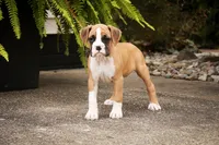 Rex, a male Boxer for sale in Shipshewana, IN – 5 of 9