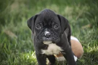 Rhett, a male Boxer for sale in Shipshewana, IN – Photo 7 of 10