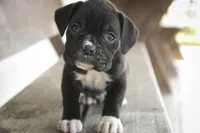 Rhett, a male Boxer for sale in Shipshewana, IN – Photo 3 of 10