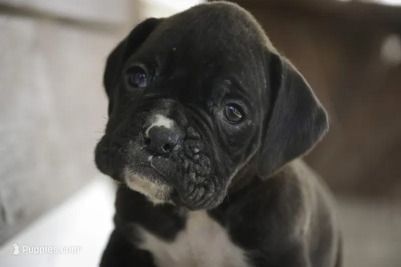 Rhett – Boxer puppy for sale in Shipshewana, IN
