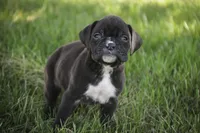 Rhett, a male Boxer for sale in Shipshewana, IN – Photo 5 of 10