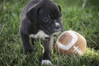 Rhett, a male Boxer for sale in Shipshewana, IN – Photo 8 of 10