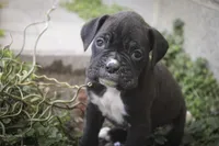 Rhett, a male Boxer for sale in Shipshewana, IN – Photo 6 of 10