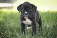 Rhett, a male Boxer for sale in Shipshewana, IN – Photo 4 of 10