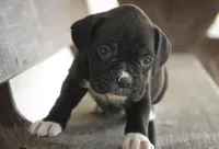 Rhett, a male Boxer for sale in Shipshewana, IN – Photo 2 of 10