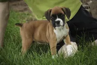 Skye, a female Boxer for sale in Shipshewana, IN – 2 of 10