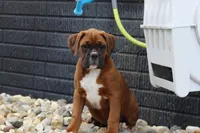Alex, a male Boxer for sale in Shipshewana, IN – Photo 4 of 9