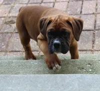 Alex, a male Boxer for sale in Shipshewana, IN – Photo 5 of 9
