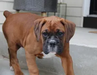 Alex, a male Boxer for sale in Shipshewana, IN – Photo 6 of 9