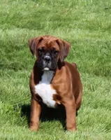 Alex, a male Boxer for sale in Shipshewana, IN – Photo 1 of 9