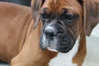 Alex, a male Boxer for sale in Shipshewana, IN – Photo 7 of 9