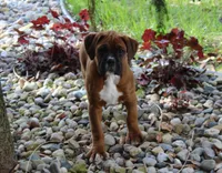 Alex, a male Boxer for sale in Shipshewana, IN – Photo 2 of 9