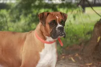 Alex, a male Boxer for sale in Shipshewana, IN – Photo 8 of 9