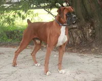 Alex, a male Boxer for sale in Shipshewana, IN – Photo 9 of 9