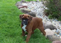 Alex, a male Boxer for sale in Shipshewana, IN – Photo 3 of 9