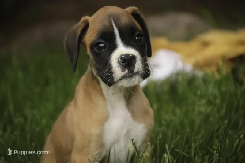 Scott – Boxer puppy for sale in Shipshewana, IN