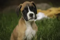 Scott, a male Boxer for sale in Shipshewana, IN – 1 of 10