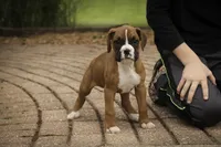 Tara, a female Boxer for sale in Shipshewana, IN – 4 of 8