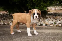 Rex, a male Boxer for sale in Shipshewana, IN – 4 of 9