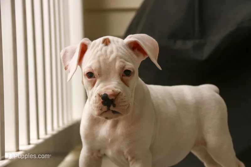 Lily – Boxer puppy for sale in Shipshewana, IN
