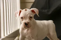 Lily, a female Boxer for sale in Shipshewana, IN – 1 of 10