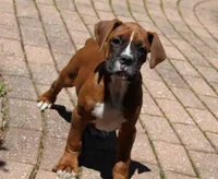 Atticus, a male Boxer for sale in Shipshewana, IN – 5 of 9