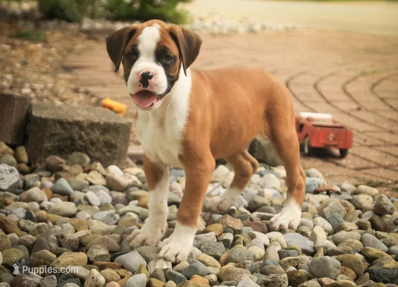 Burke – Boxer puppy for sale in Shipshewana, IN