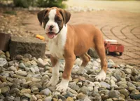 Burke, a male Boxer for sale in Shipshewana, IN – 1 of 8