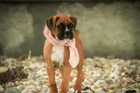 Remi, a male Boxer for sale in Shipshewana, IN – 5 of 7