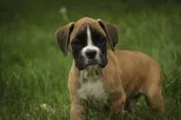 Crew, a male Boxer for sale in Shipshewana, IN – 6 of 8