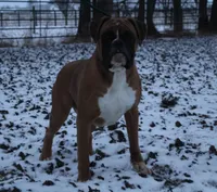 Rex, a male Boxer for sale in Shipshewana, IN – 8 of 9