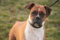 Lily, a female Boxer for sale in Shipshewana, IN – 10 of 10
