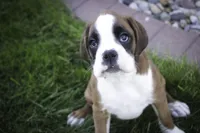 Violet, a female Boxer for sale in Shipshewana, IN – Photo 6 of 9