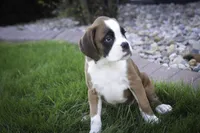 Violet, a female Boxer for sale in Shipshewana, IN – Photo 5 of 9