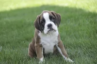 Violet, a female Boxer for sale in Shipshewana, IN – Photo 2 of 9