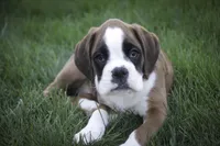 Violet, a female Boxer for sale in Shipshewana, IN – Photo 7 of 9