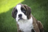 Violet, a female Boxer for sale in Shipshewana, IN – Photo 3 of 9