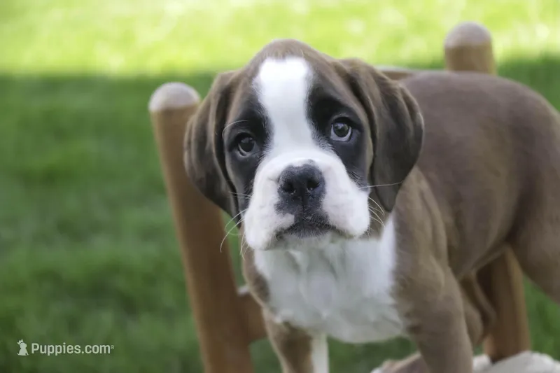 Violet – Boxer puppy for sale in Shipshewana, IN
