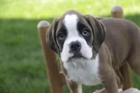 Violet, a female Boxer for sale in Shipshewana, IN – Photo 1 of 9